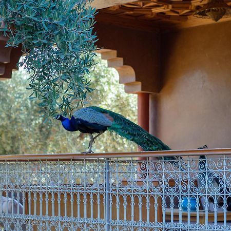 Ferme Sidi Safou & Spa Villa Marakeş Dış mekan fotoğraf