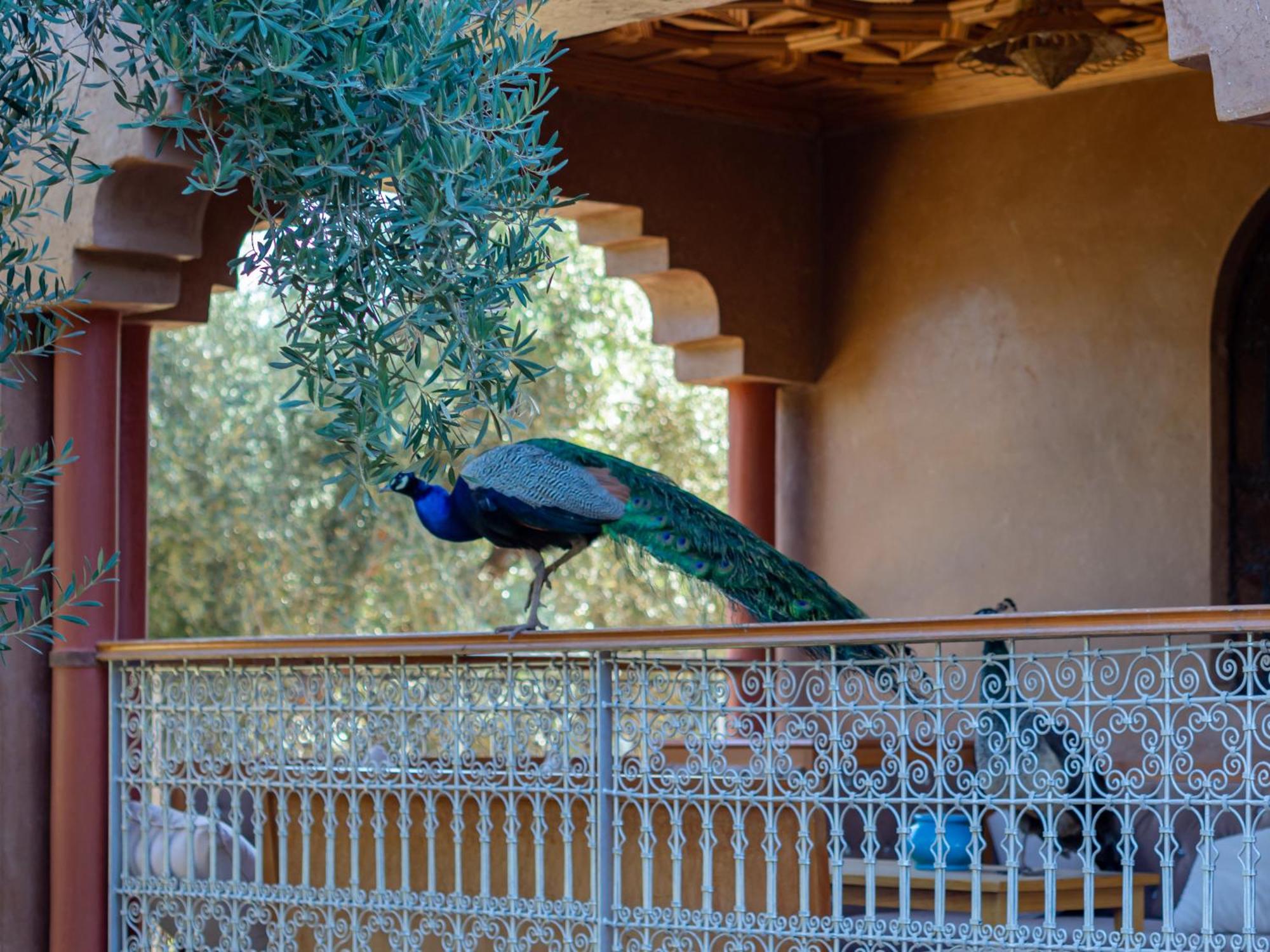 Ferme Sidi Safou & Spa Villa Marakeş Dış mekan fotoğraf