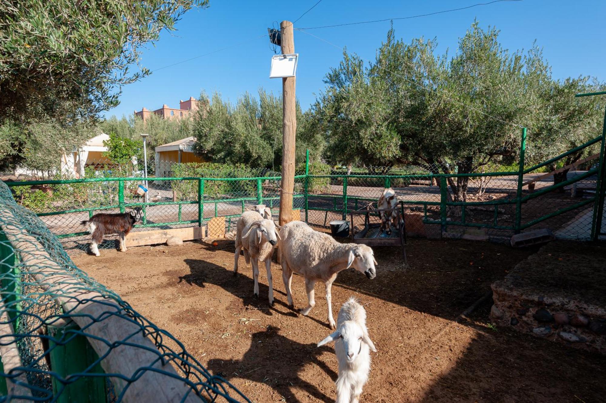 Ferme Sidi Safou & Spa Villa Marakeş Dış mekan fotoğraf