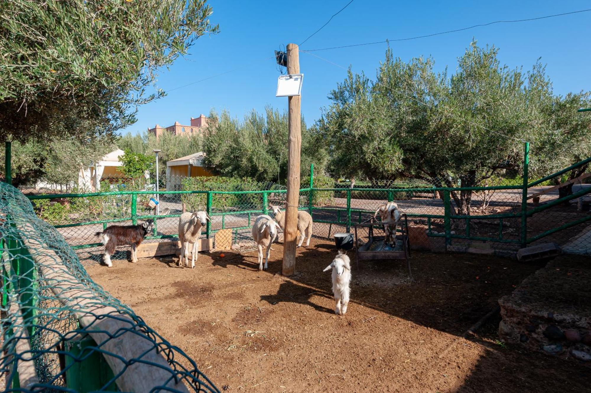 Ferme Sidi Safou & Spa Villa Marakeş Dış mekan fotoğraf