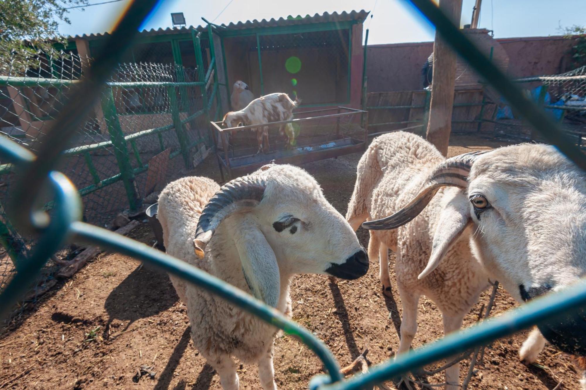 Ferme Sidi Safou & Spa Villa Marakeş Dış mekan fotoğraf