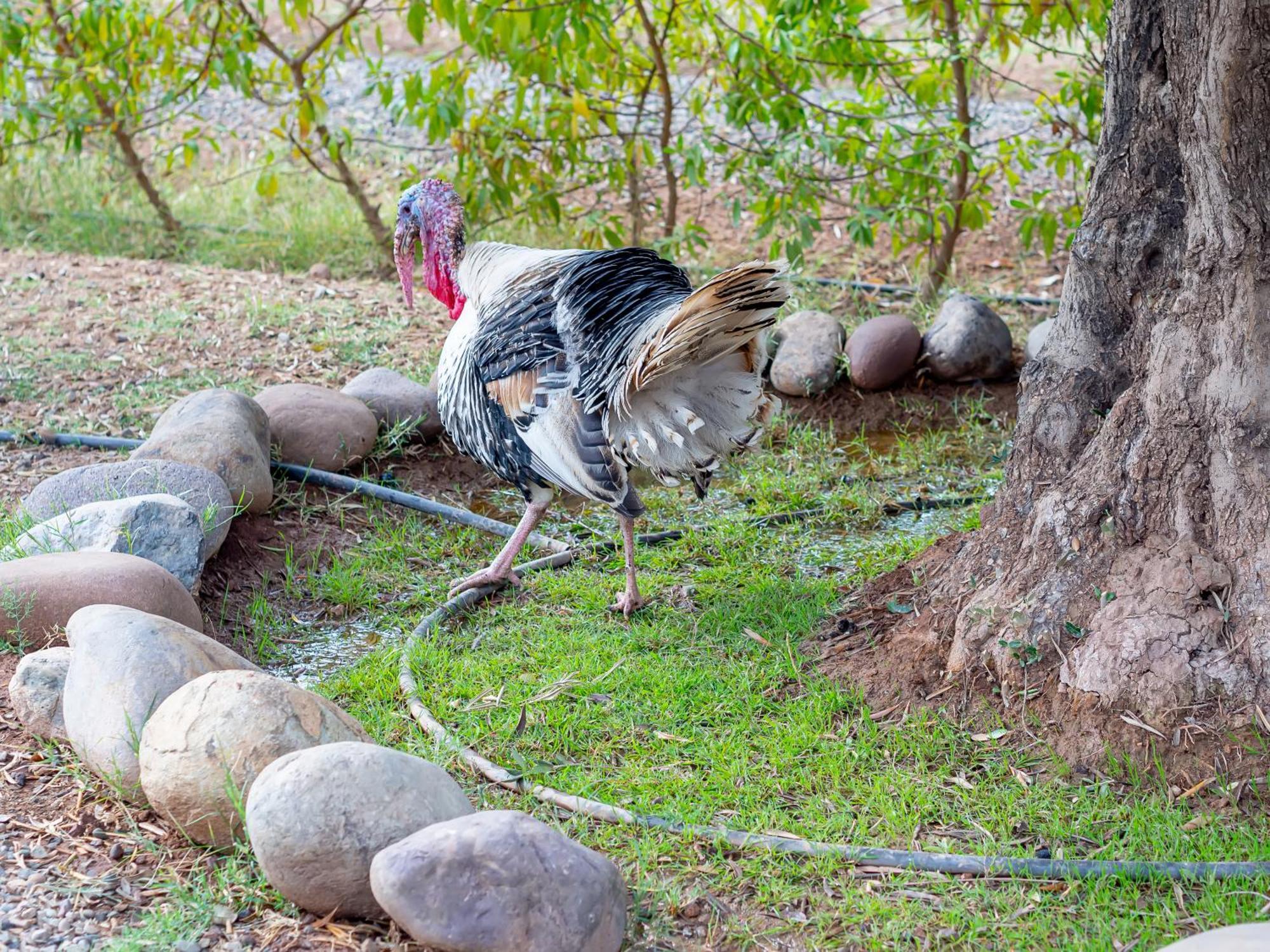 Ferme Sidi Safou & Spa Villa Marakeş Dış mekan fotoğraf