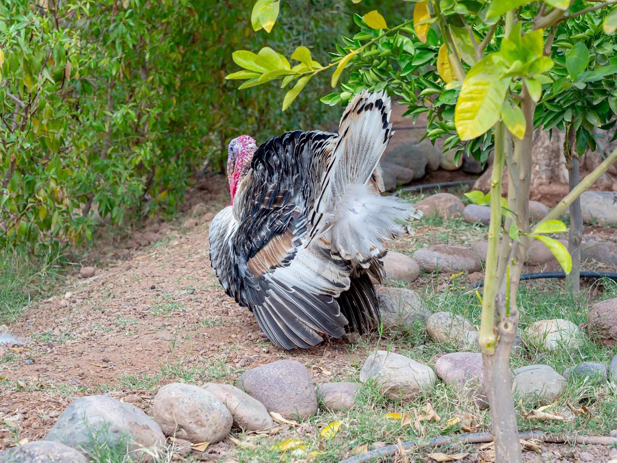 Ferme Sidi Safou & Spa Villa Marakeş Dış mekan fotoğraf