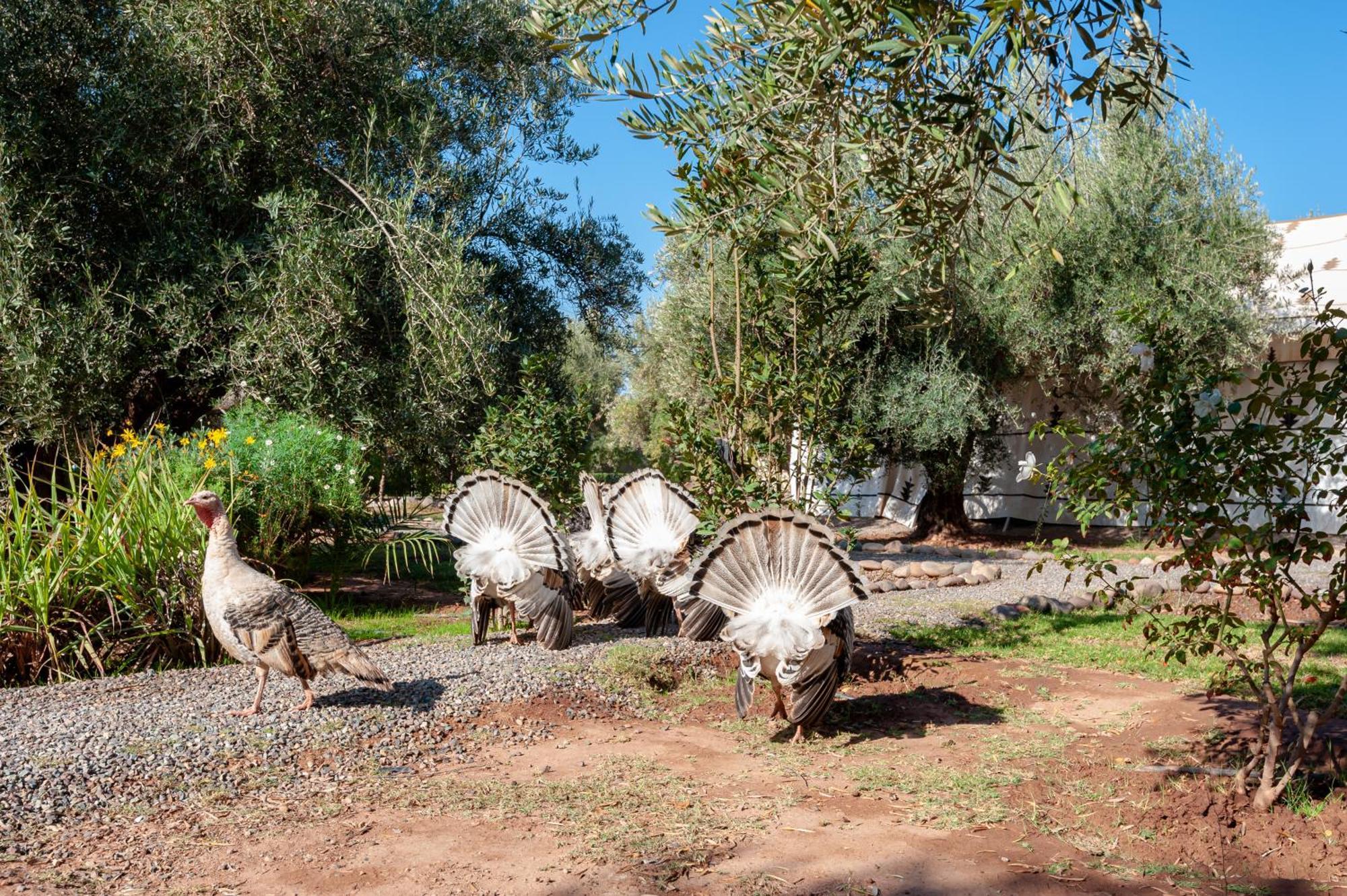 Ferme Sidi Safou & Spa Villa Marakeş Dış mekan fotoğraf