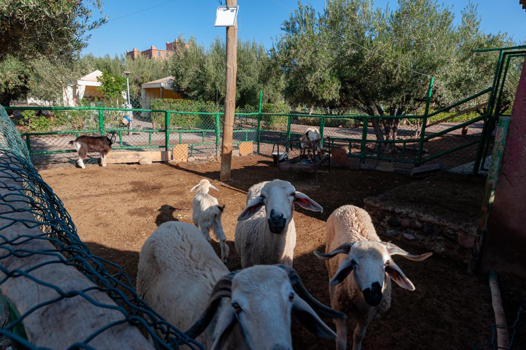 Ferme Sidi Safou & Spa Villa Marakeş Dış mekan fotoğraf