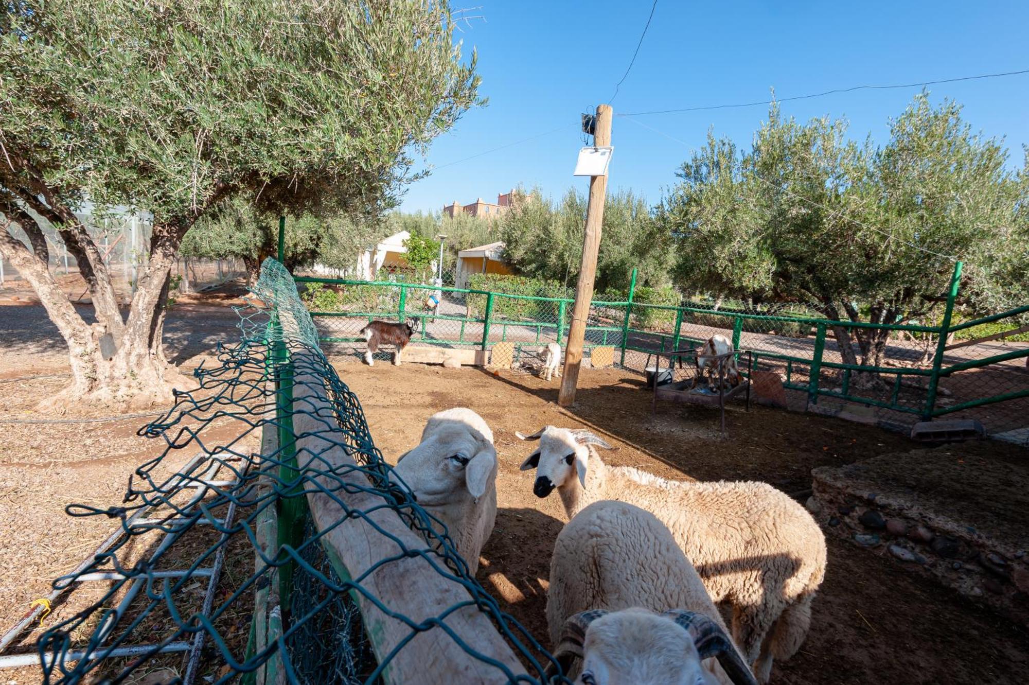 Ferme Sidi Safou & Spa Villa Marakeş Dış mekan fotoğraf