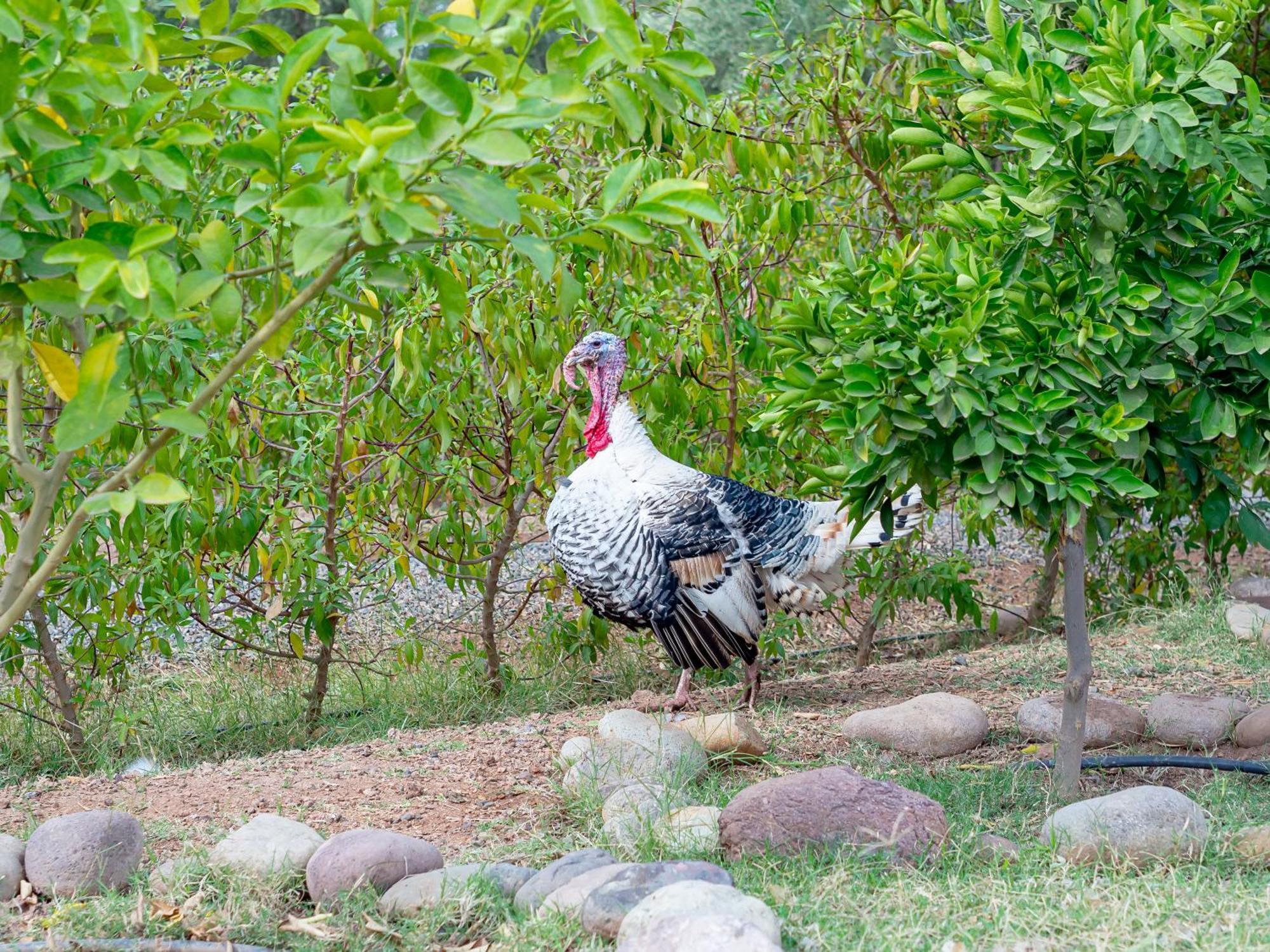 Ferme Sidi Safou & Spa Villa Marakeş Dış mekan fotoğraf