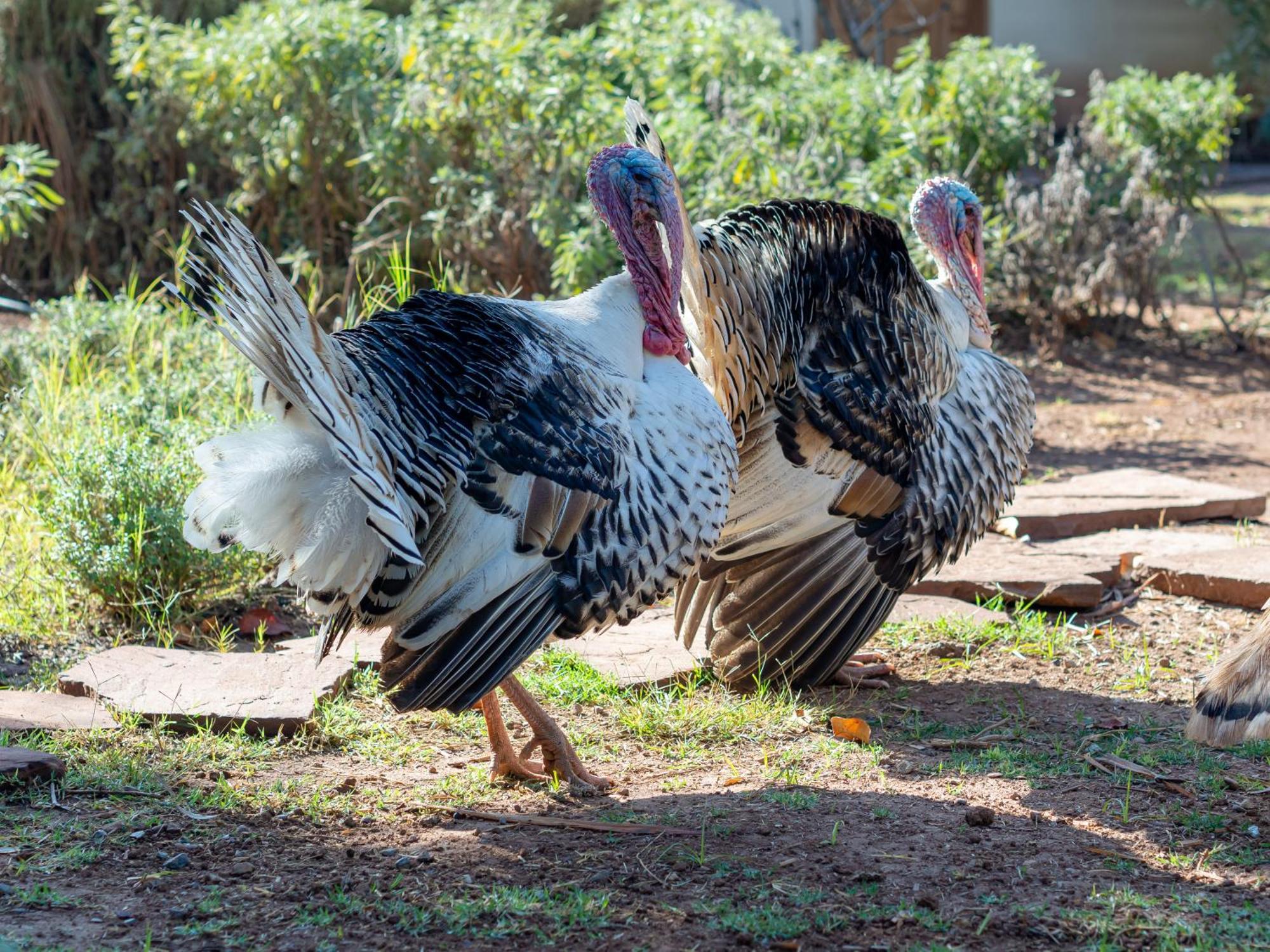 Ferme Sidi Safou & Spa Villa Marakeş Dış mekan fotoğraf