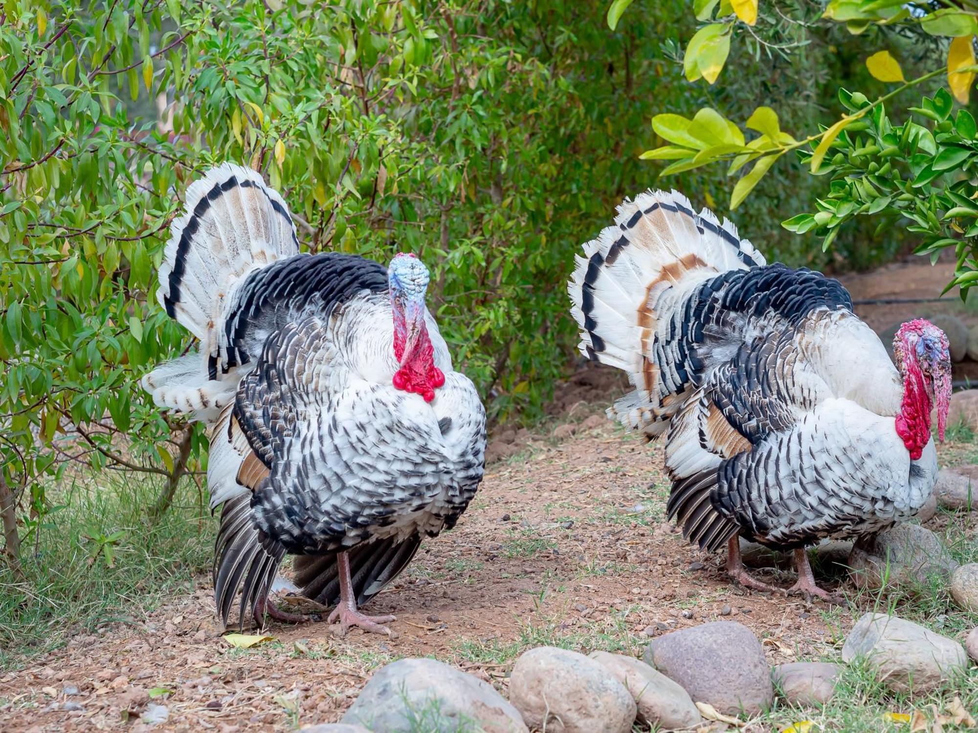 Ferme Sidi Safou & Spa Villa Marakeş Dış mekan fotoğraf