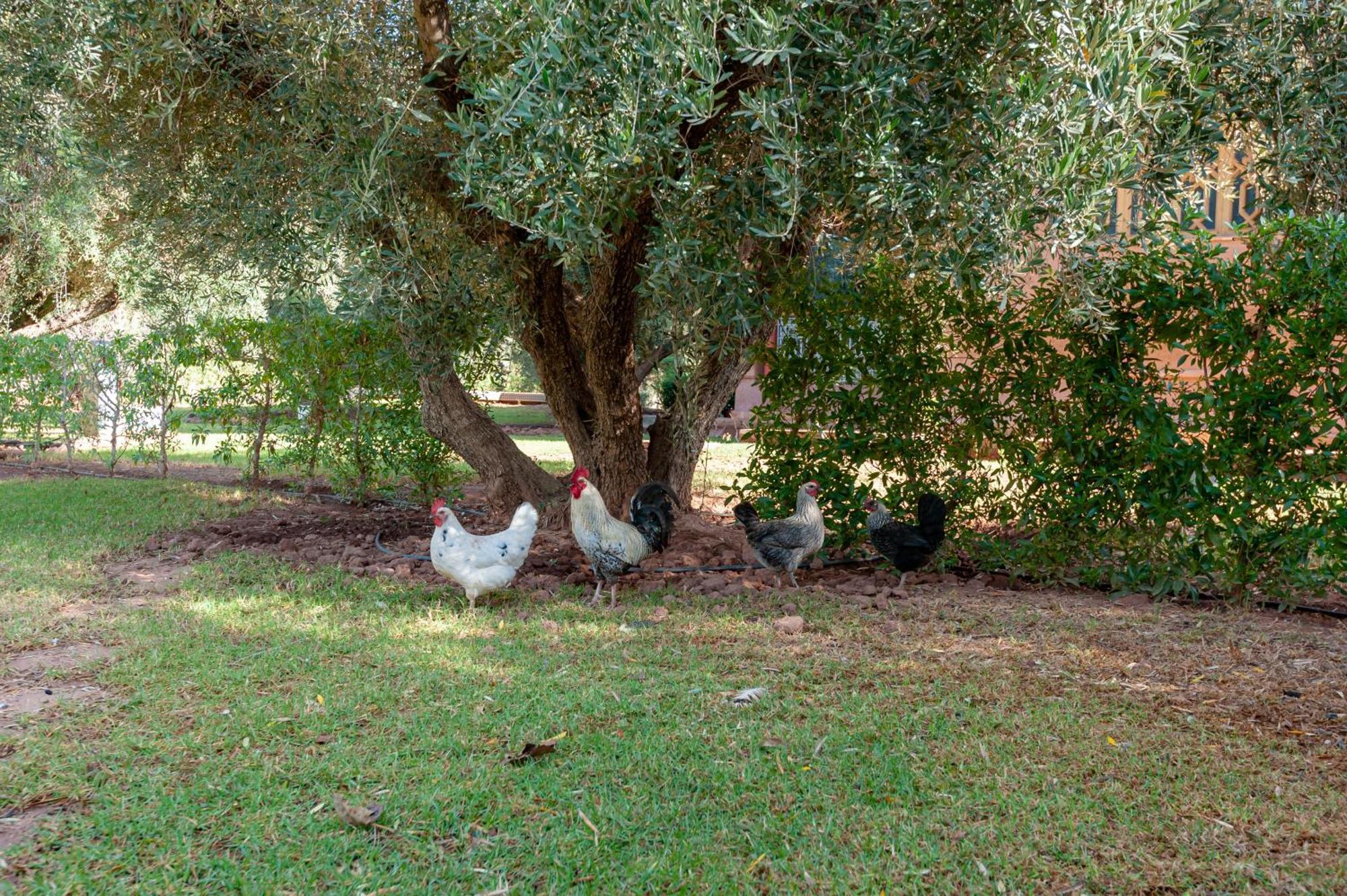 Ferme Sidi Safou & Spa Villa Marakeş Dış mekan fotoğraf